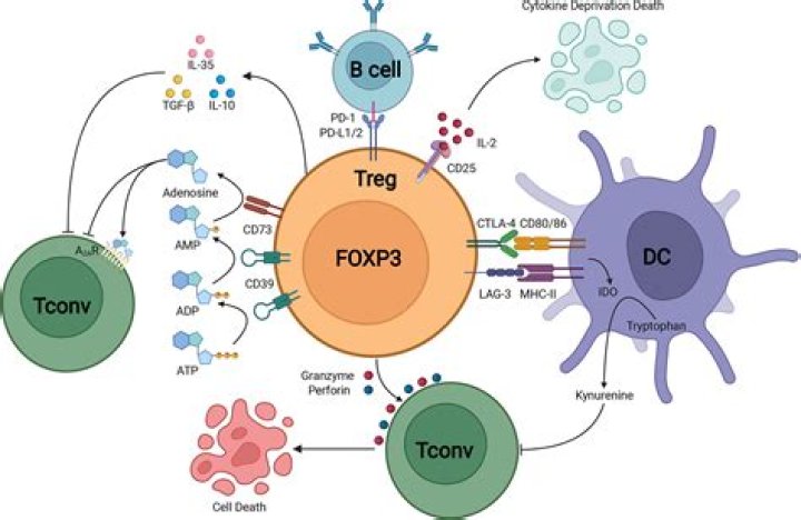 What is the function of FOXP3?