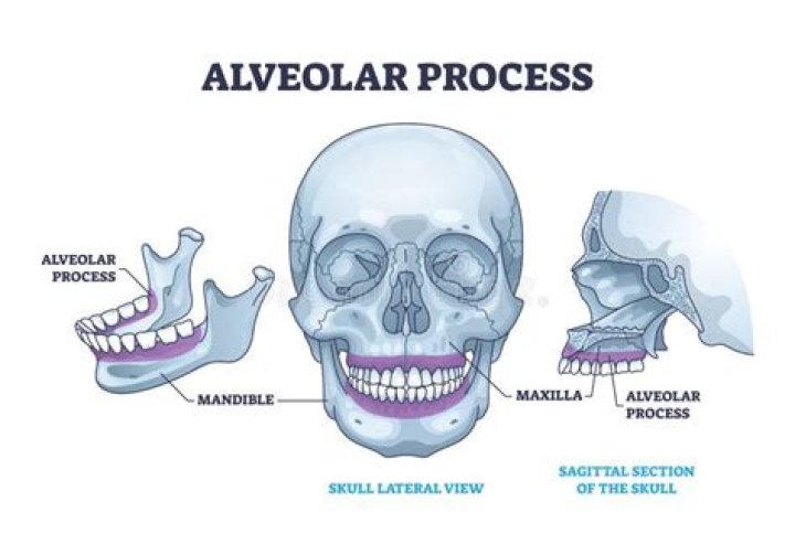 What is the function of the alveolar ridge?