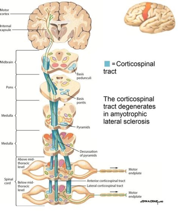 What is the function of the medullary Reticulospinal tract?