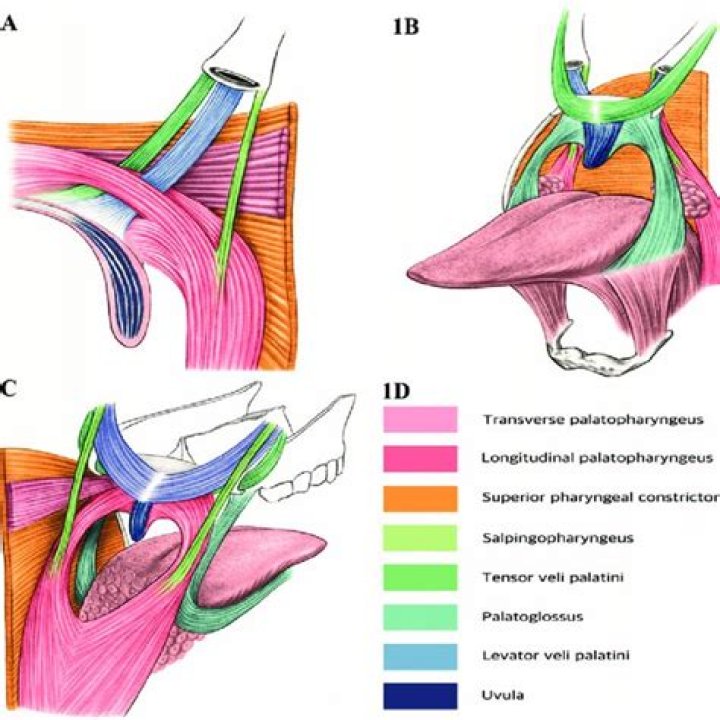What is the function of the Palatopharyngeus muscles?