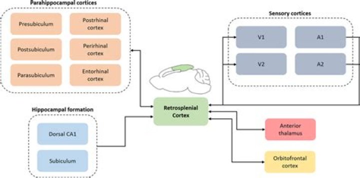 What is the function of the Retrosplenial cortex?
