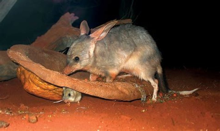 What is the habitat of a bilby?