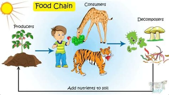 What is the path a product takes from the producer to the consumer?