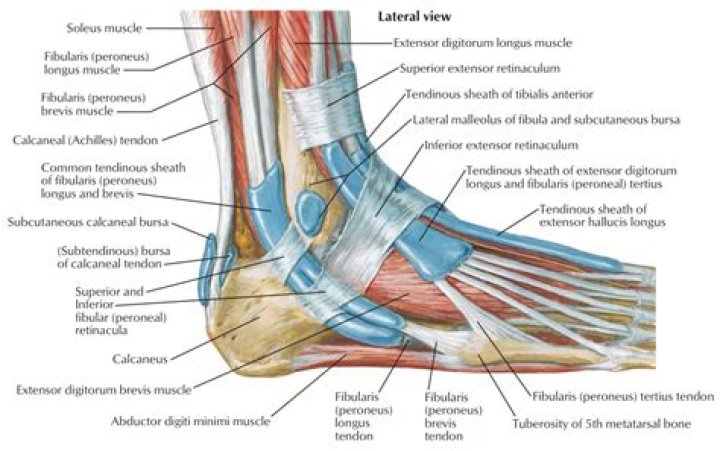 What is the peroneal sheath?