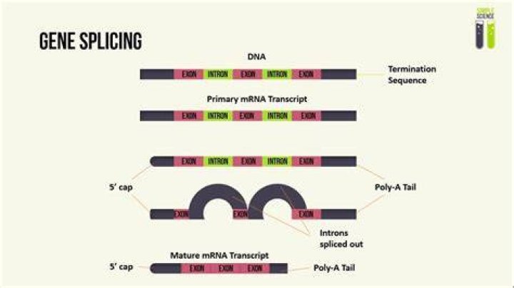 What is the process of gene splicing?