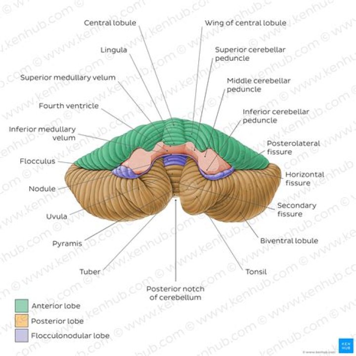 What is the purpose of the Folia of cerebellum?