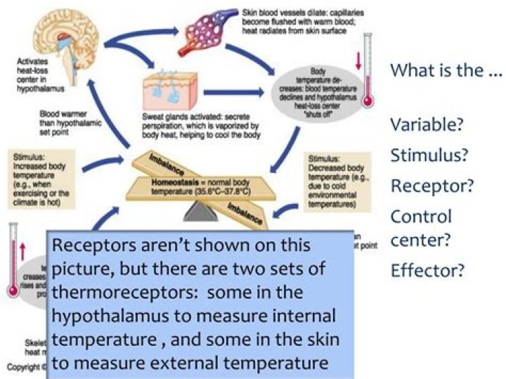 What is the receptor effector and control center?