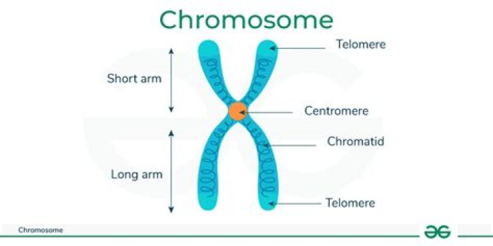 What is the region at the end of a chromosome called?