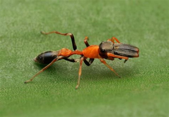 What is the relationship of an ant and spider?