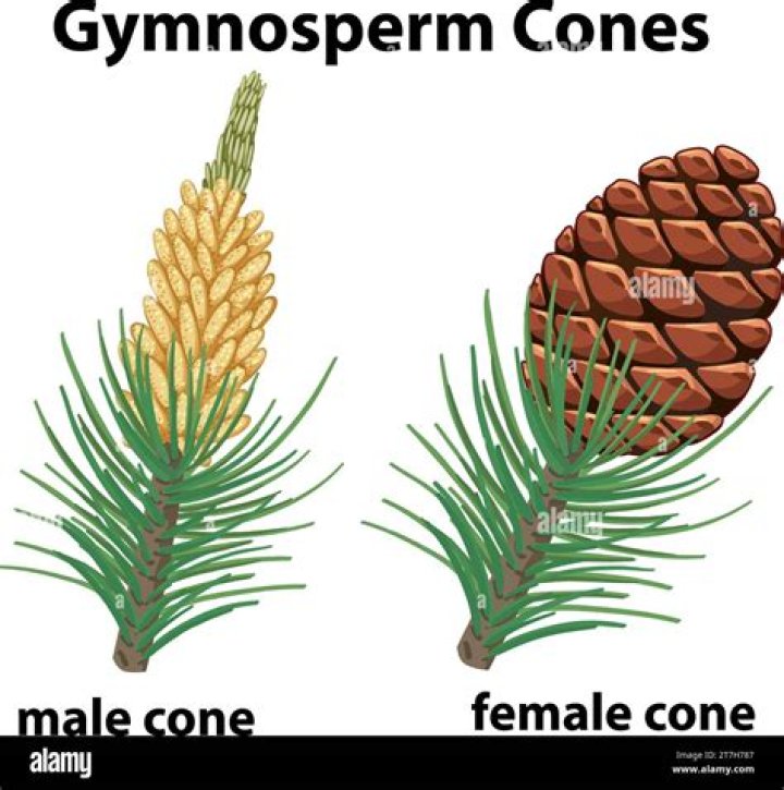 What is the reproductive organ of Gymnosperm?