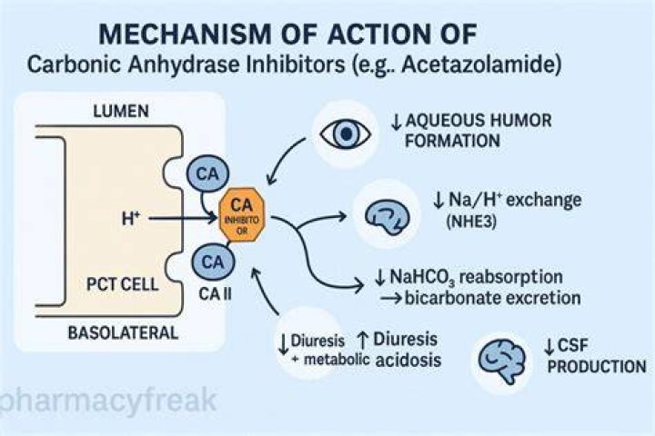 What is the role of carbonic anhydrase enzyme?
