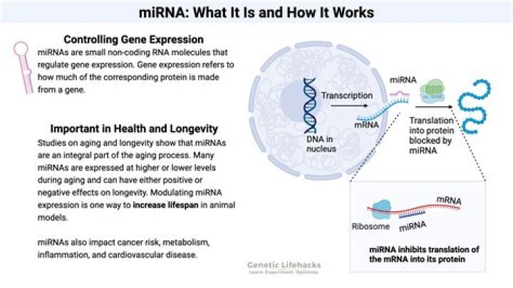 What is the role of MicroRNAs in regulating gene expression?