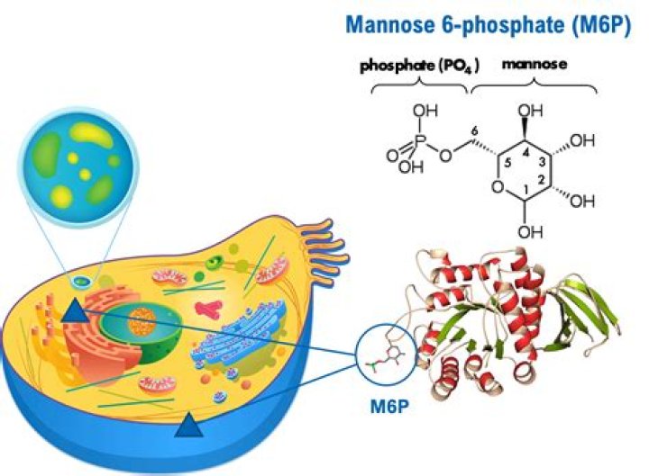 What is the structure of cyclotriphosphazene?