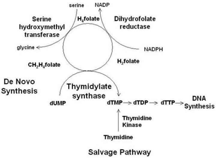 What is the thymidylate synthase gene?
