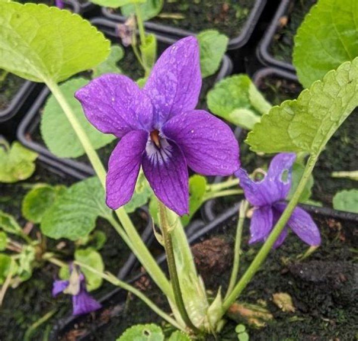 What is Viola odorata used for?