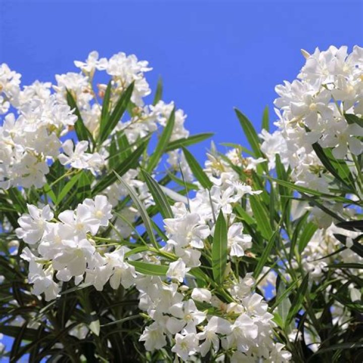What is White Oleander about?