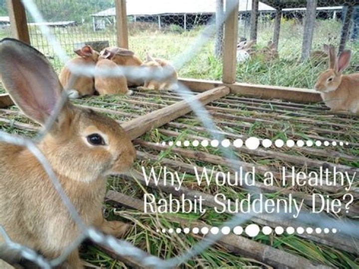 What kind of rabbits live in Washington State?
