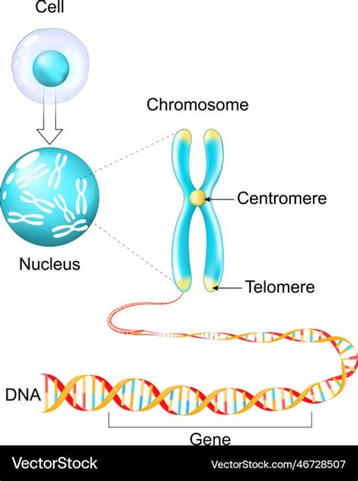 What makes a gene constitutive?