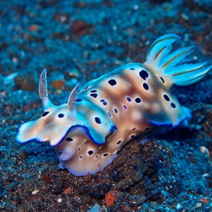 What makes a sea slug unique?
