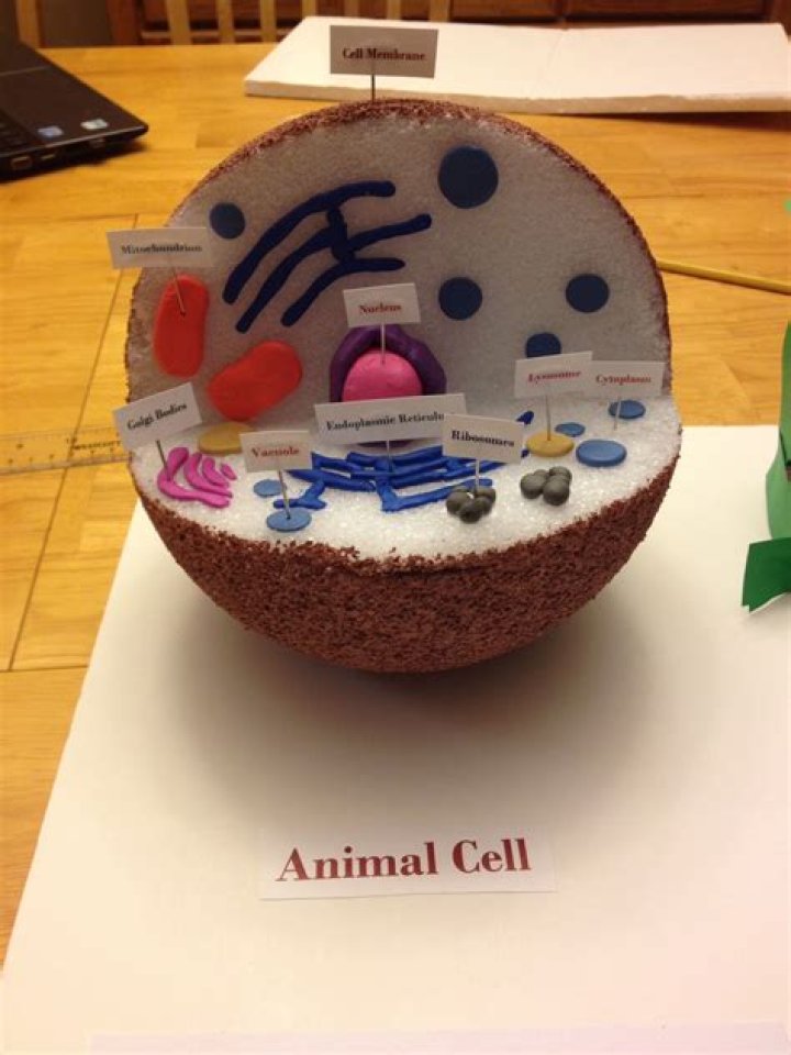 What materials do I need to make a 3d animal cell model?