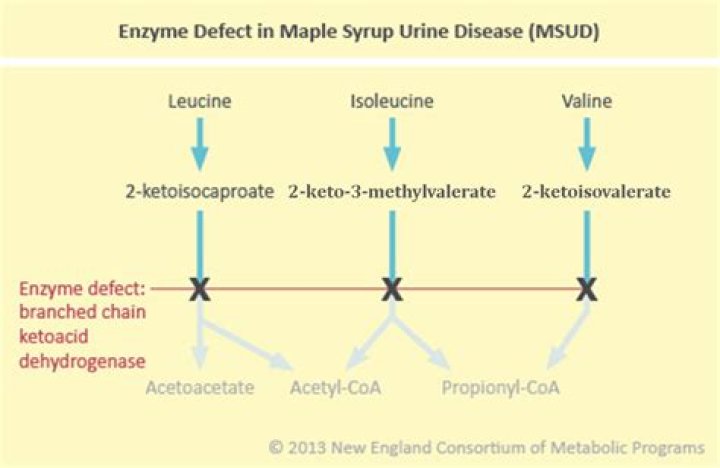 What metabolic pathway is affected by maple syrup urine disease?