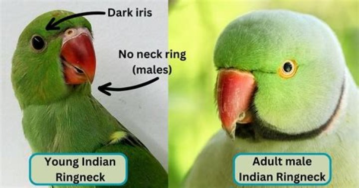 What noise does a ringneck make?