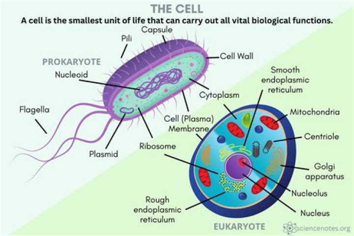 What part of the cell acts as the cells delivery system?