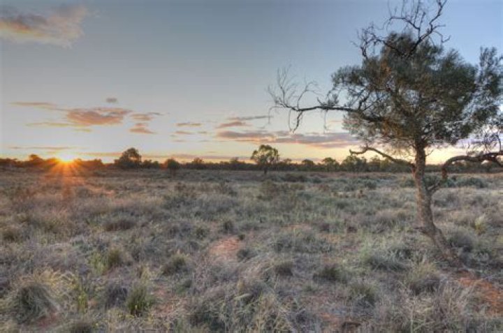 What plants live in the Australian savanna?