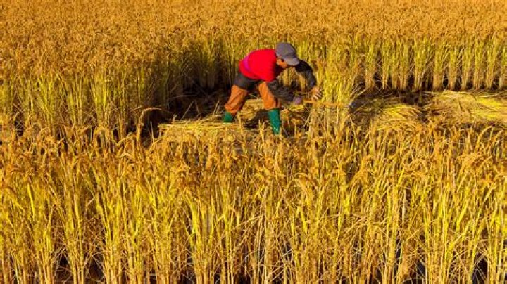 What season does rice get harvested?