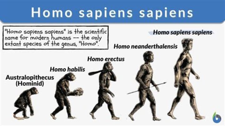 What species has an insulin gene most similar to humans?