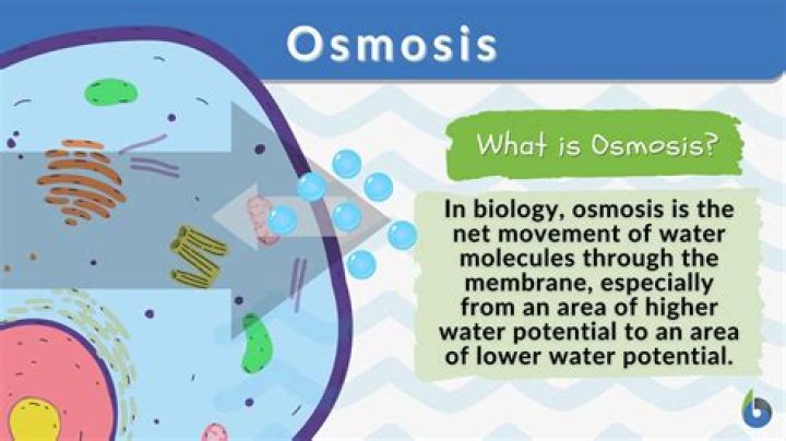 What structures are needed for osmosis?