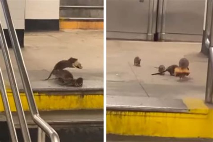 What subway station was pizza rat?