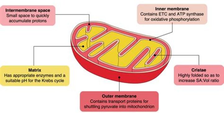 What three things happen in the mitochondrion?