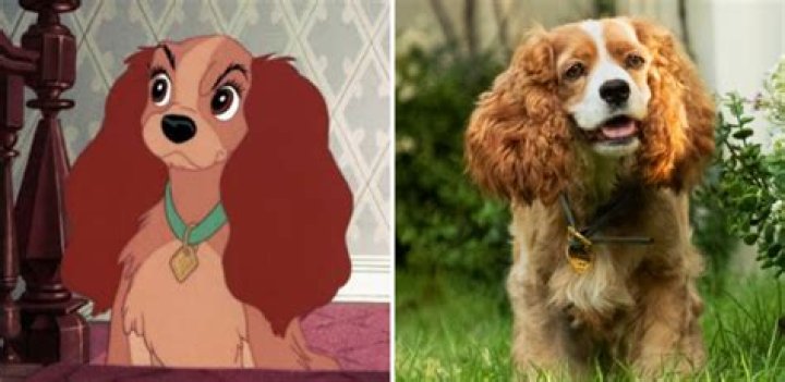 What type of dog is Trusty from Lady and the Tramp?
