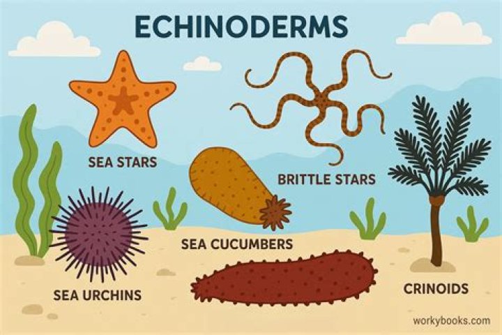 What type of feeders are echinoderms?