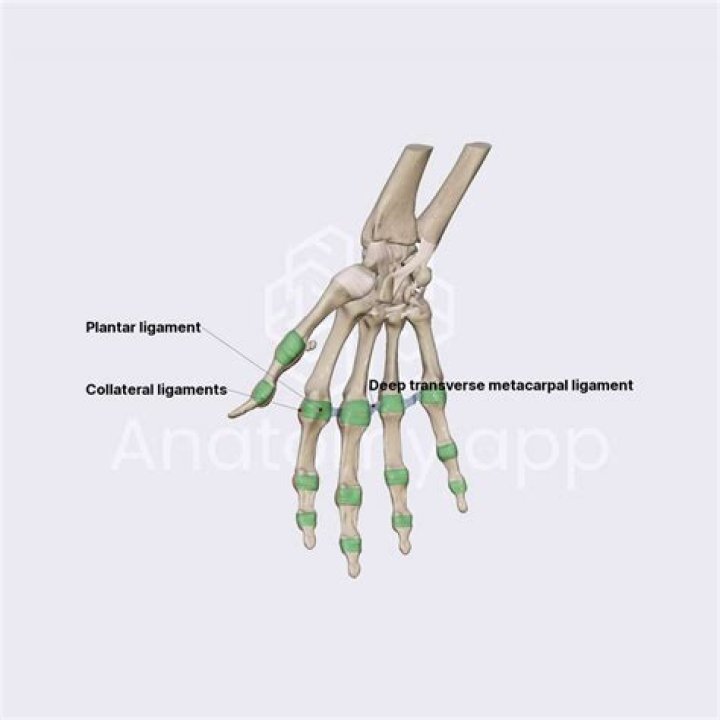 What type of joint are the metacarpophalangeal joints?