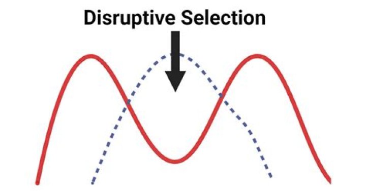 What will disruptive selection favor?