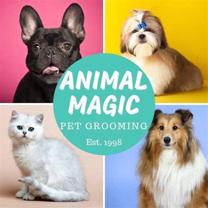 When did Animal Magic finish?