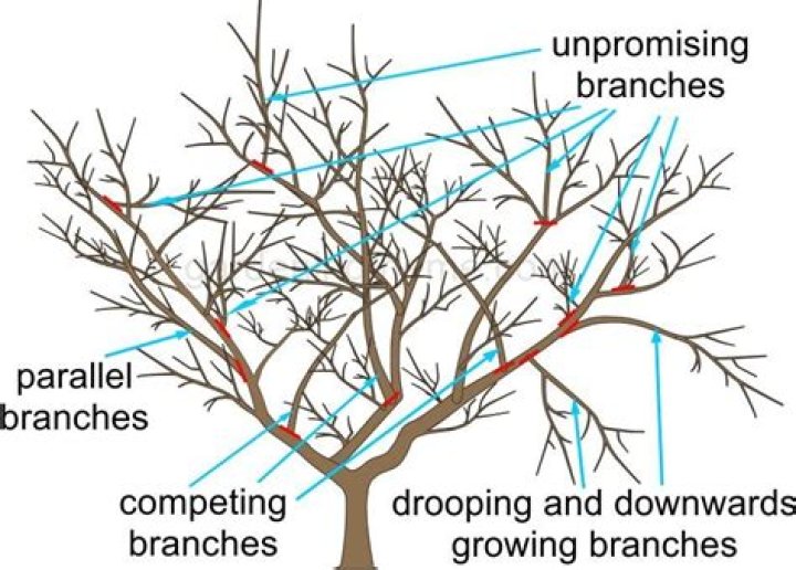 When should overgrown evergreens be pruned?