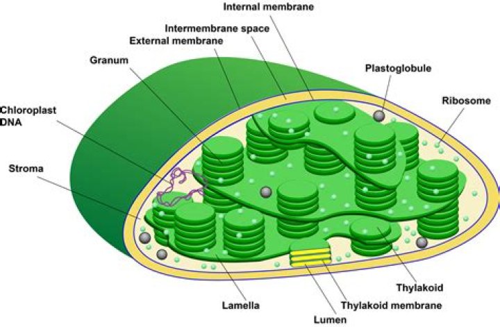 Where are plastids located in cells?