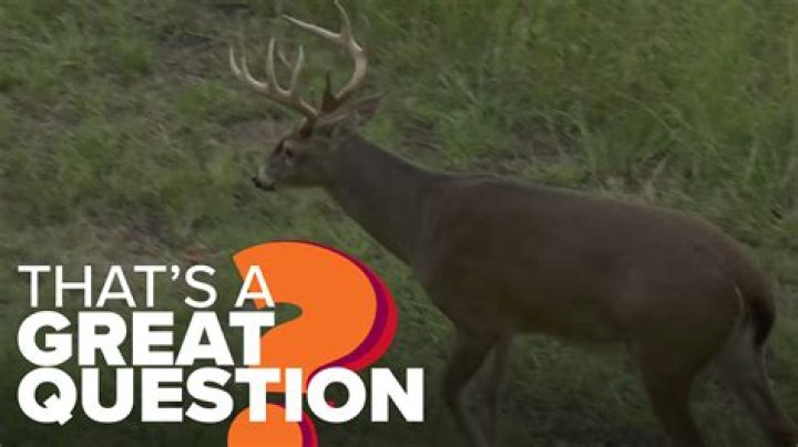 Where are the biggest deer killed in Arkansas?