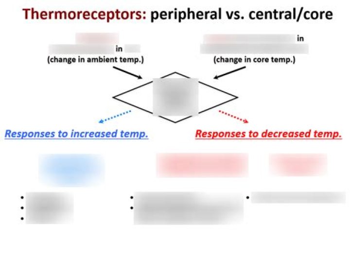 Where can you find Thermoreceptors quizlet?