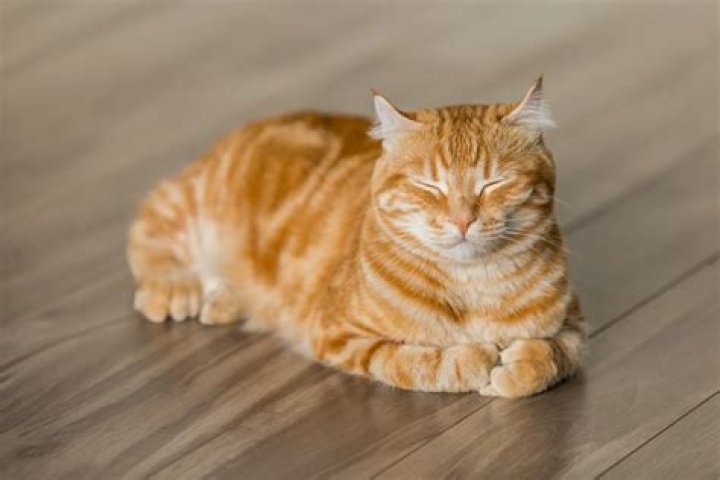 Where did the term skin the cat originate?