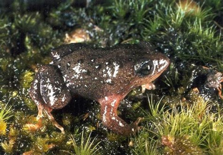 Where does the white-bellied frog live?