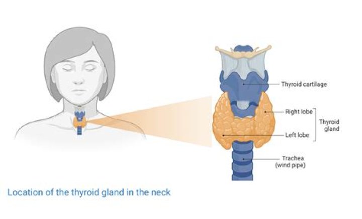 Where is the thyroid gland in relation to the larynx?