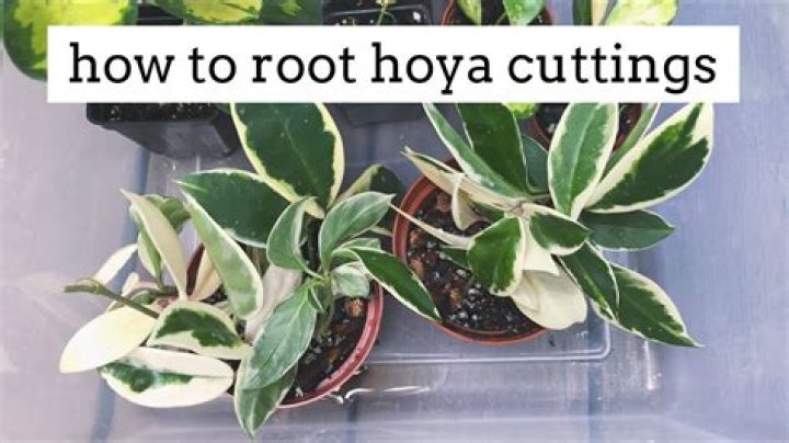 Where should Hoya plants be placed?
