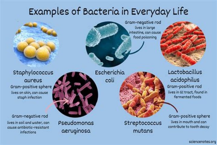 Which bacteria is responsible for metal corrosion?