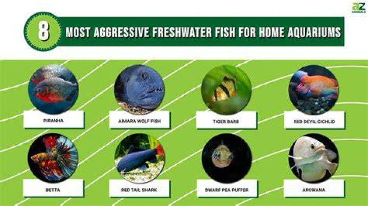 Which fish is known as an aggressive fish?