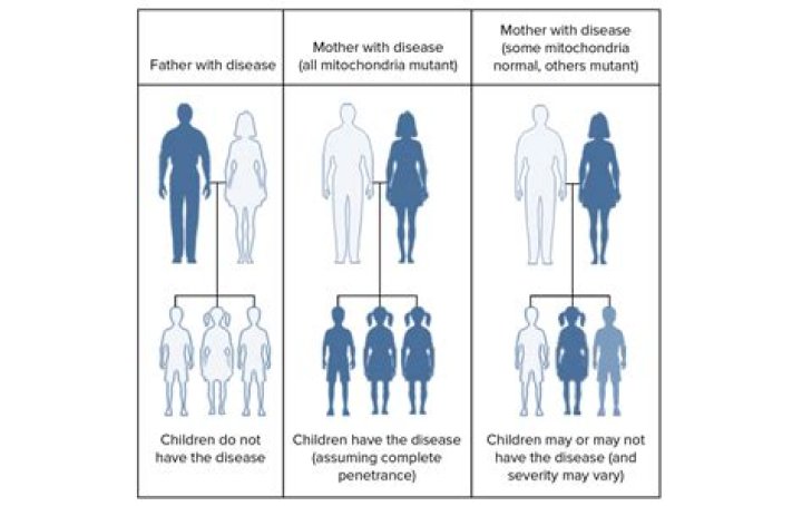 Which human diseases are caused by mutations in mitochondrial DNA?