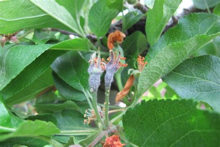 Which organism causes fire blight of pear and apple disease?